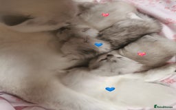 Scottish Fold cats for sale: Scottish Fold/Straight Kittens  - Image 2