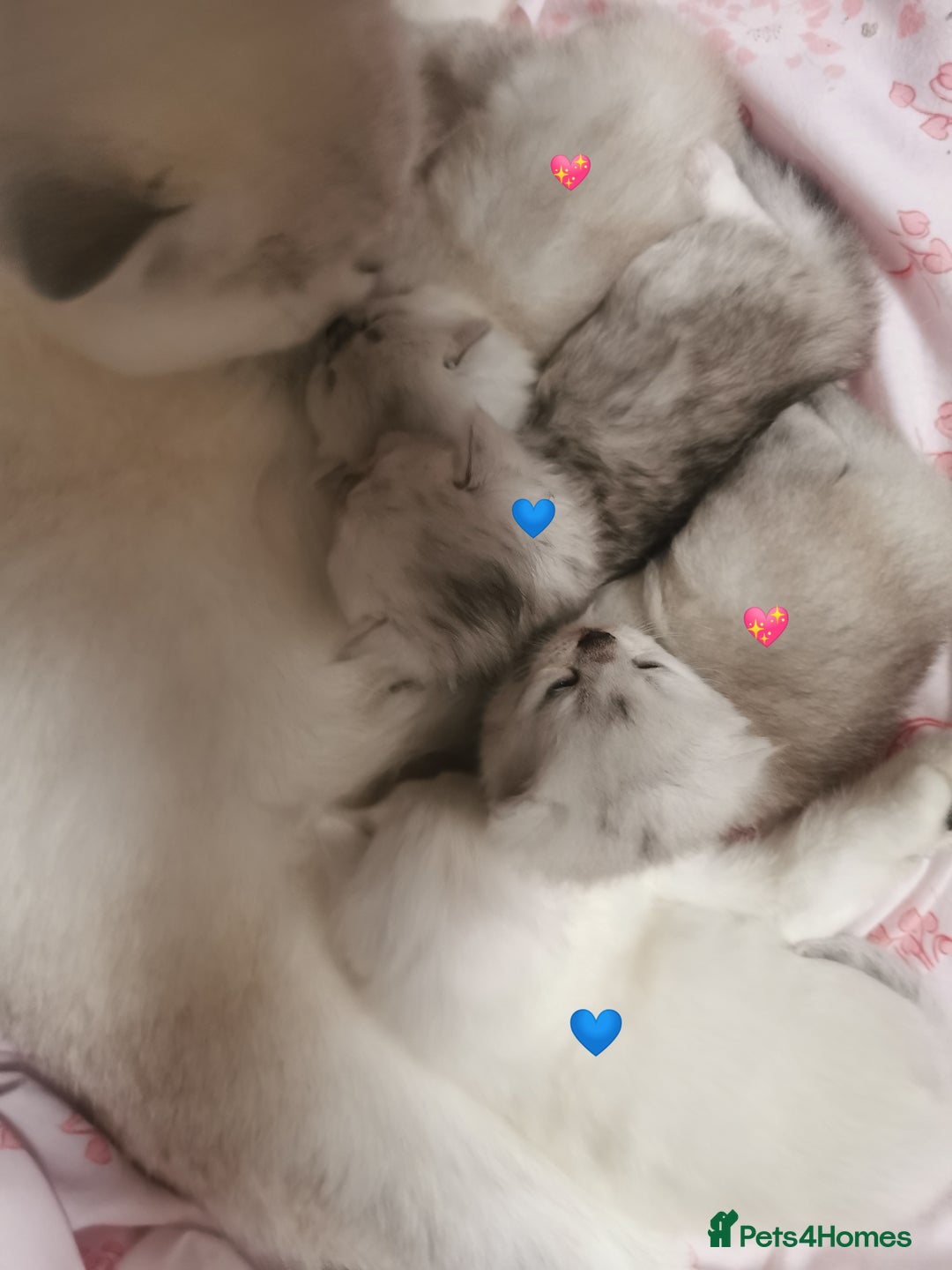 Scottish Fold cats for sale: Scottish Fold/Straight Kittens  - Image 2