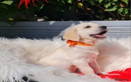 Golden Retriever dogs for sale: Stunning Golden Retriever puppies  - Image 35