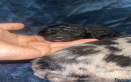 Labradoodle dogs for sale: *ONLY 2 LEFT*, ready to leave 31st oct!! - Image 17