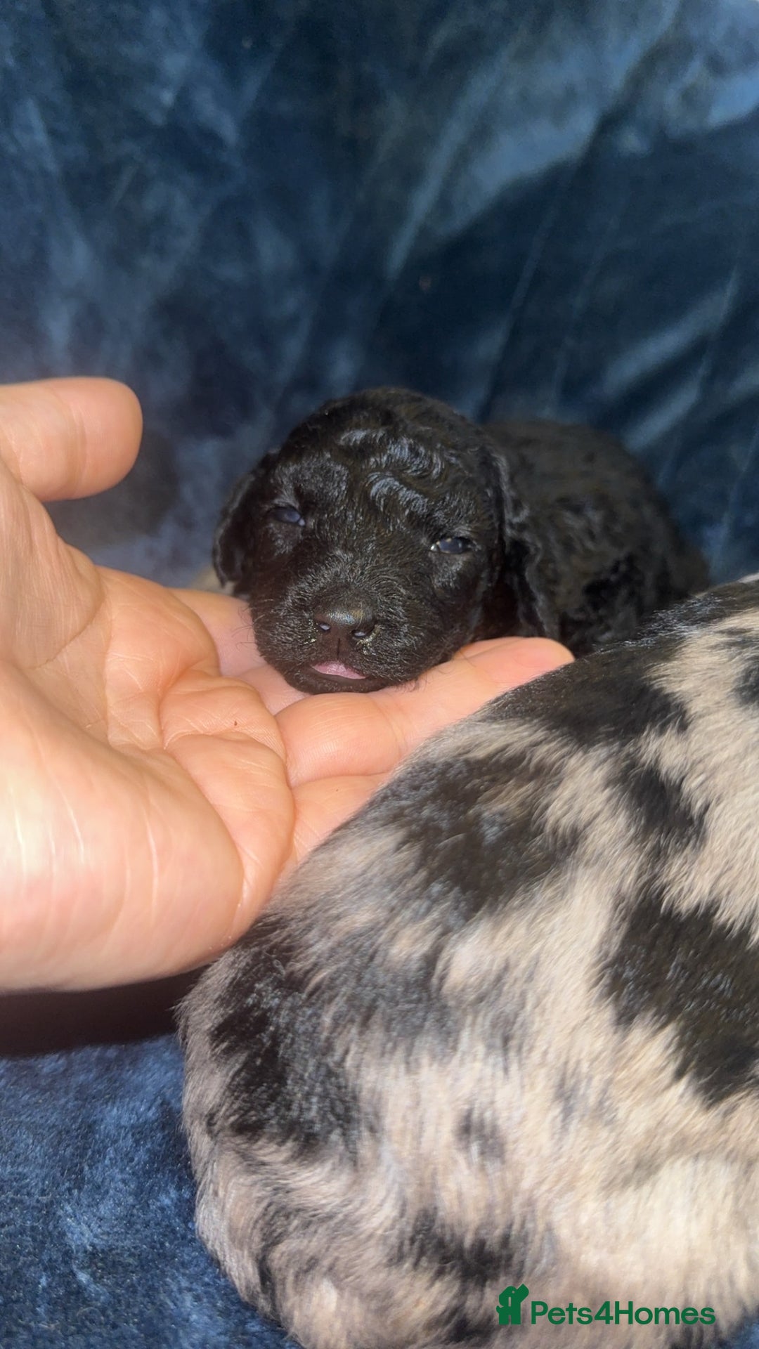 Labradoodle dogs for sale: *ONLY 2 LEFT*, ready to leave 31st oct!! - Image 17