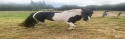Riding pony horses for sale: 14hh 8 year old Mare inc Tack hack with potential  - Advert 7