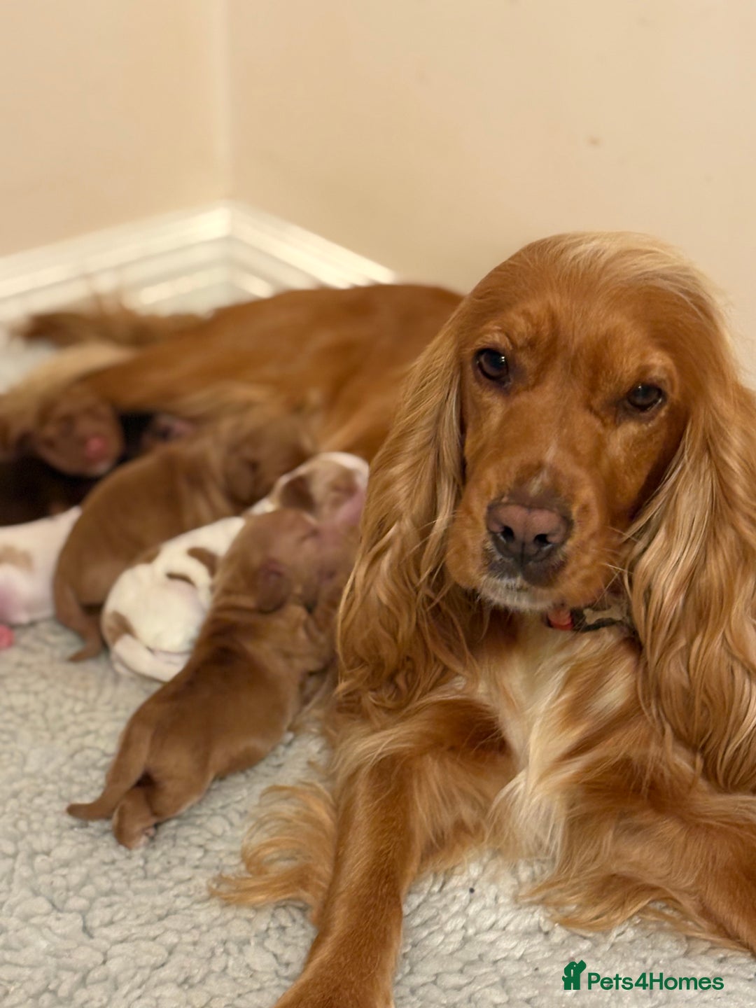 Cocker Spaniel dogs for sale: Show Type Cocker Spaniels - Image 6