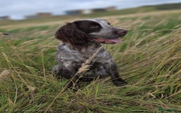 Cocker Spaniel dogs for sale: UNFORTUNATELY BACK FOR SALE DUE HEALTH CONDITIONS - Image 4
