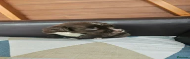 Sprocker 1