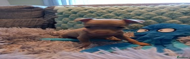 Miniature Pinscher Puppy 5