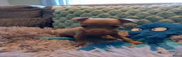 Miniature Pinscher dogs for sale: KC Reg Mini Pins, 2 remaining (READY TO LEAVE NOW) - Advert 12