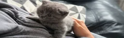 British Shorthair cats for sale: British Shorthair Blue Kittens for sale in Canterbury - Advert 4