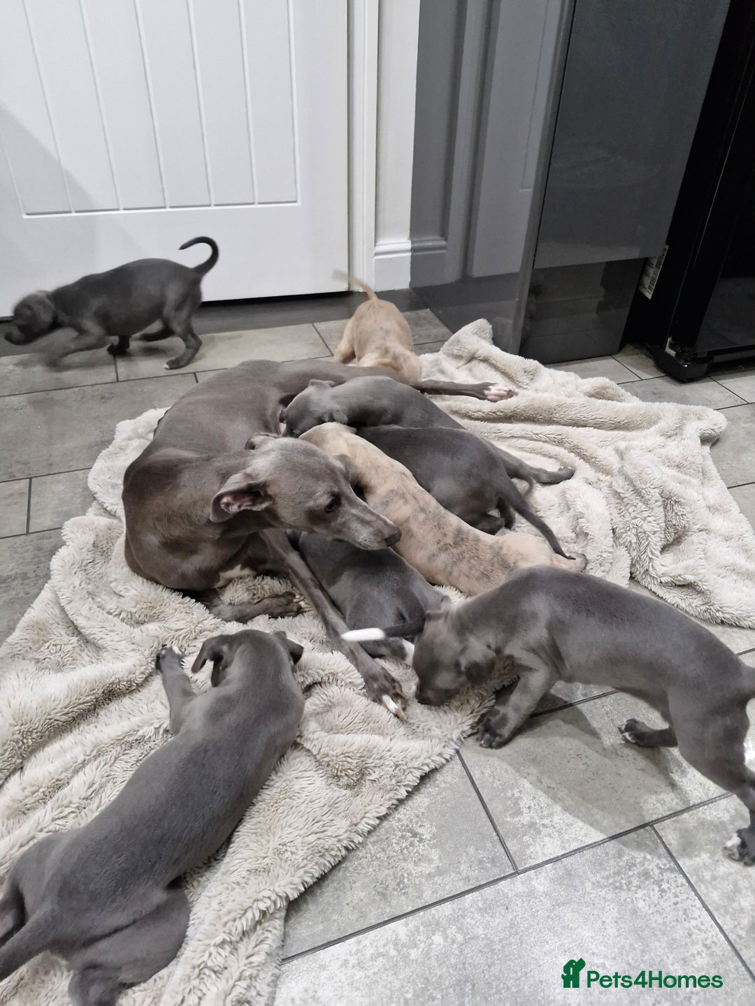 Whippet dogs for sale: KC Reg Whippet Puppies for sale  - Advert 23