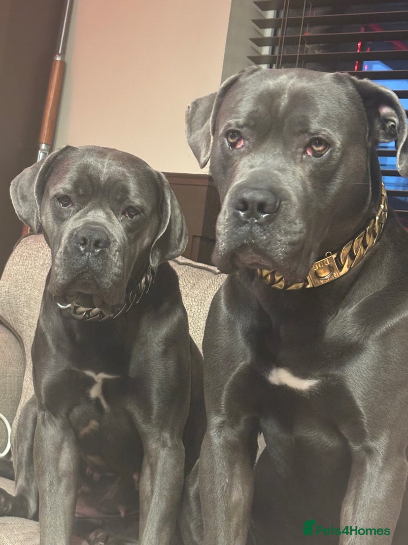 Cane Corso dogs Beautiful Cane Corso puppies for sale - Advert 14