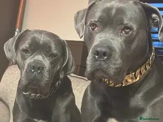 Cane Corso dogs Beautiful Cane Corso puppies for sale - Advert 1