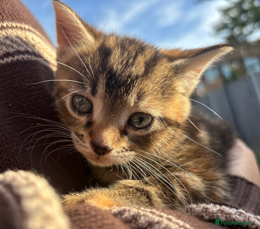 Mixed Breed cats for sale: 5 Gorgeous kittens available now - Image 4