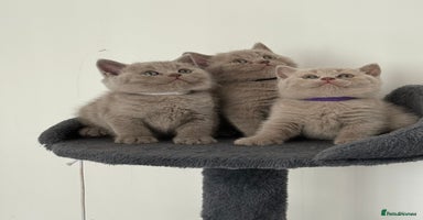British Shorthair cats - Advert 5