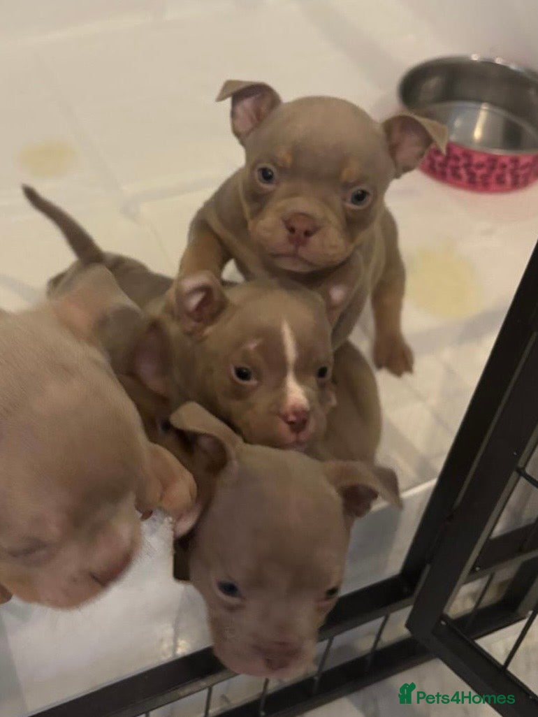 American Bully dogs Ready 3rd Jan Lilac’s microbully puppy’s🏠💖🩵 - Advert 3