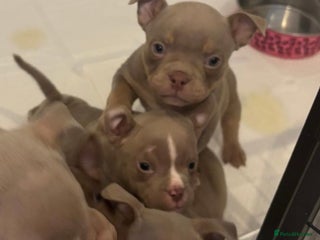 American Bully dogs Ready 3rd Jan Lilac’s microbully puppy’s🏠💖🩵 - Advert 3