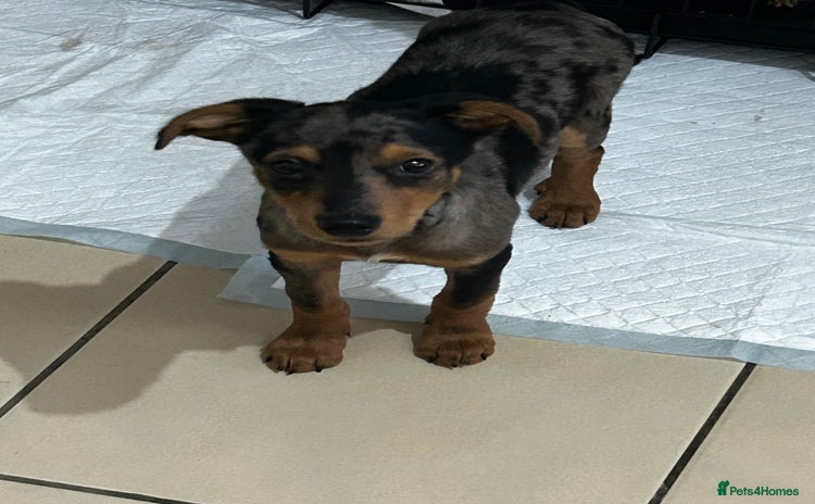 Mixed Breed dogs Whippet cross  - Advert 2