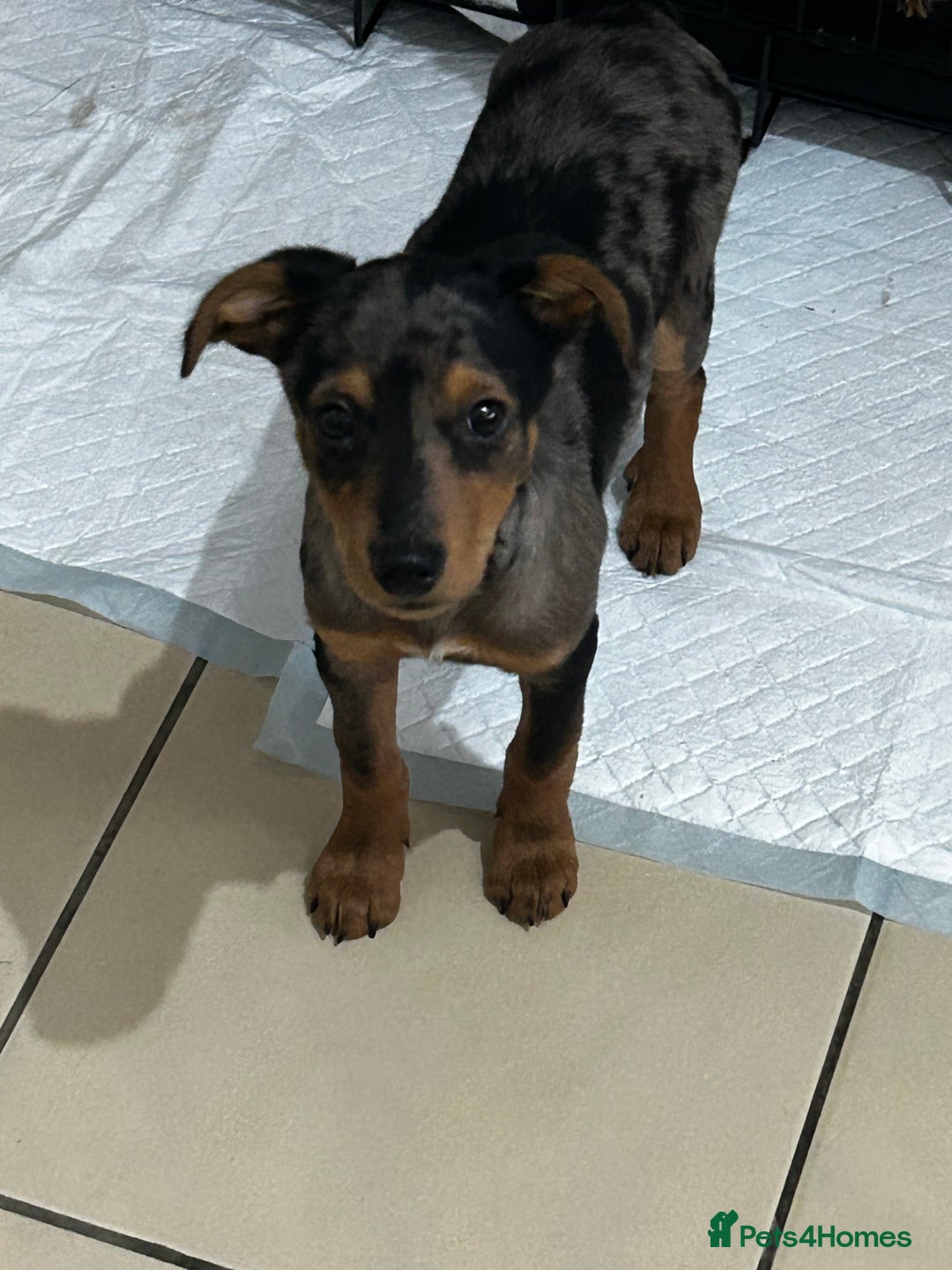 Mixed Breed dogs for sale: Whippet cross  - Advert 1