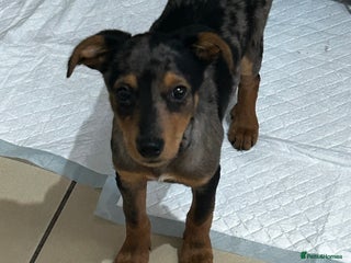 Mixed Breed dogs Whippet cross - Advert 1