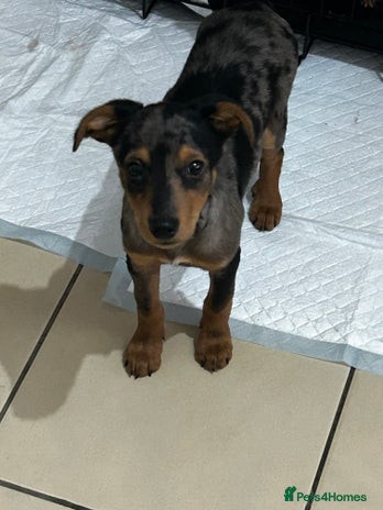 Mixed Breed dogs Whippet cross - Advert 1