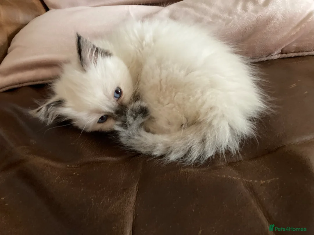 Ragdoll cats for sale: RARE CHOCOLATE Last Male Pure Ragdoll Kitten £600 - Advert 15