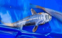 Koi Carp fish for sale: 8 to 10 inch Koi Carp mix pond fish in Chorley  - Image 7