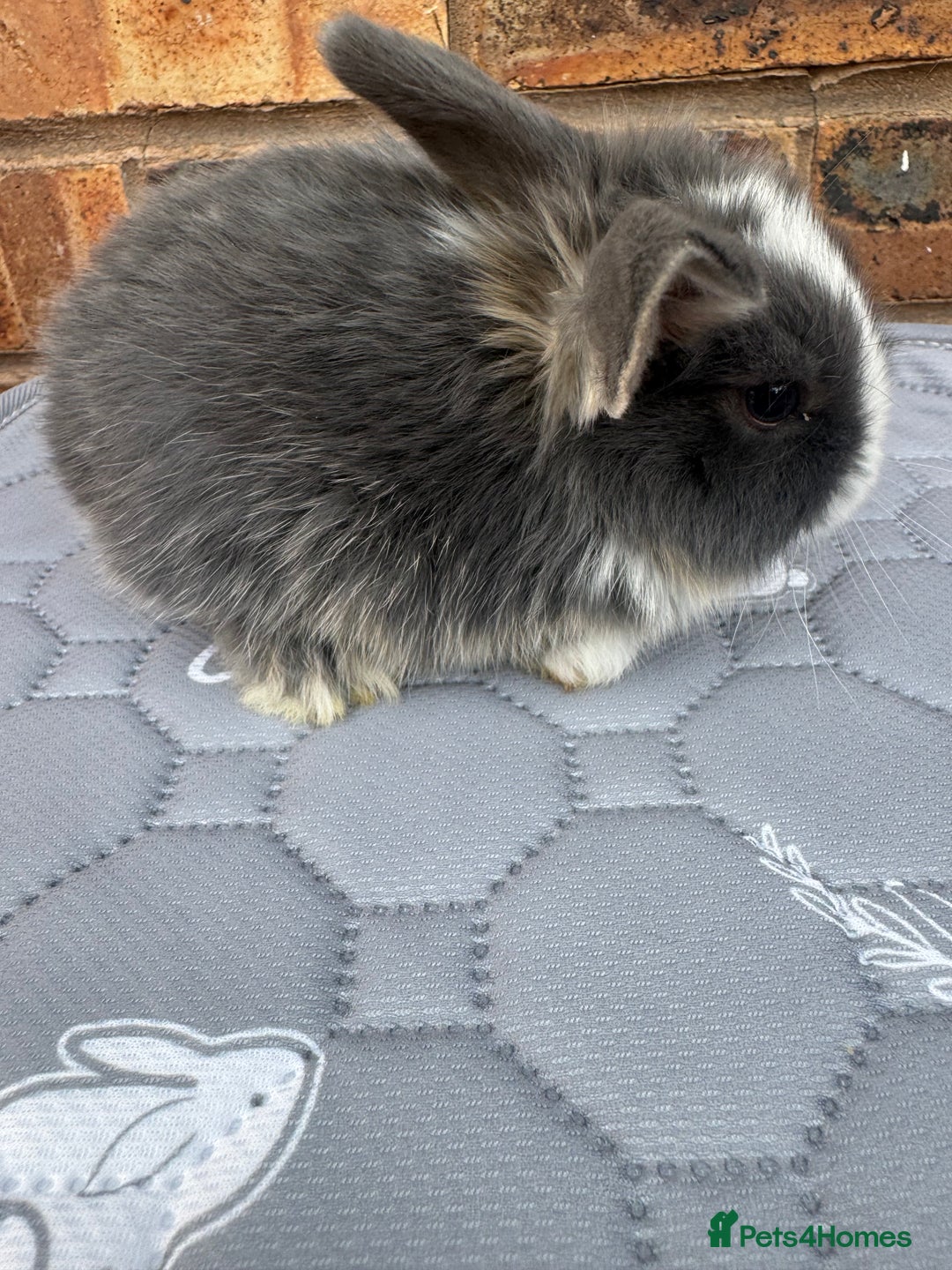 Mini Lop rabbits for sale: Pure mini lops  - Image 6
