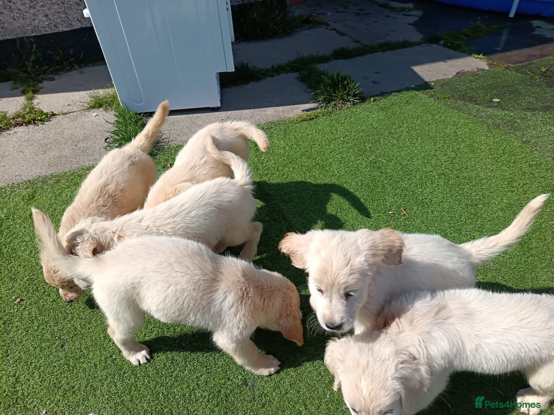 Golden Retriever dogs for sale: 9 weeks old golden retriever puppy’s  - Image 2