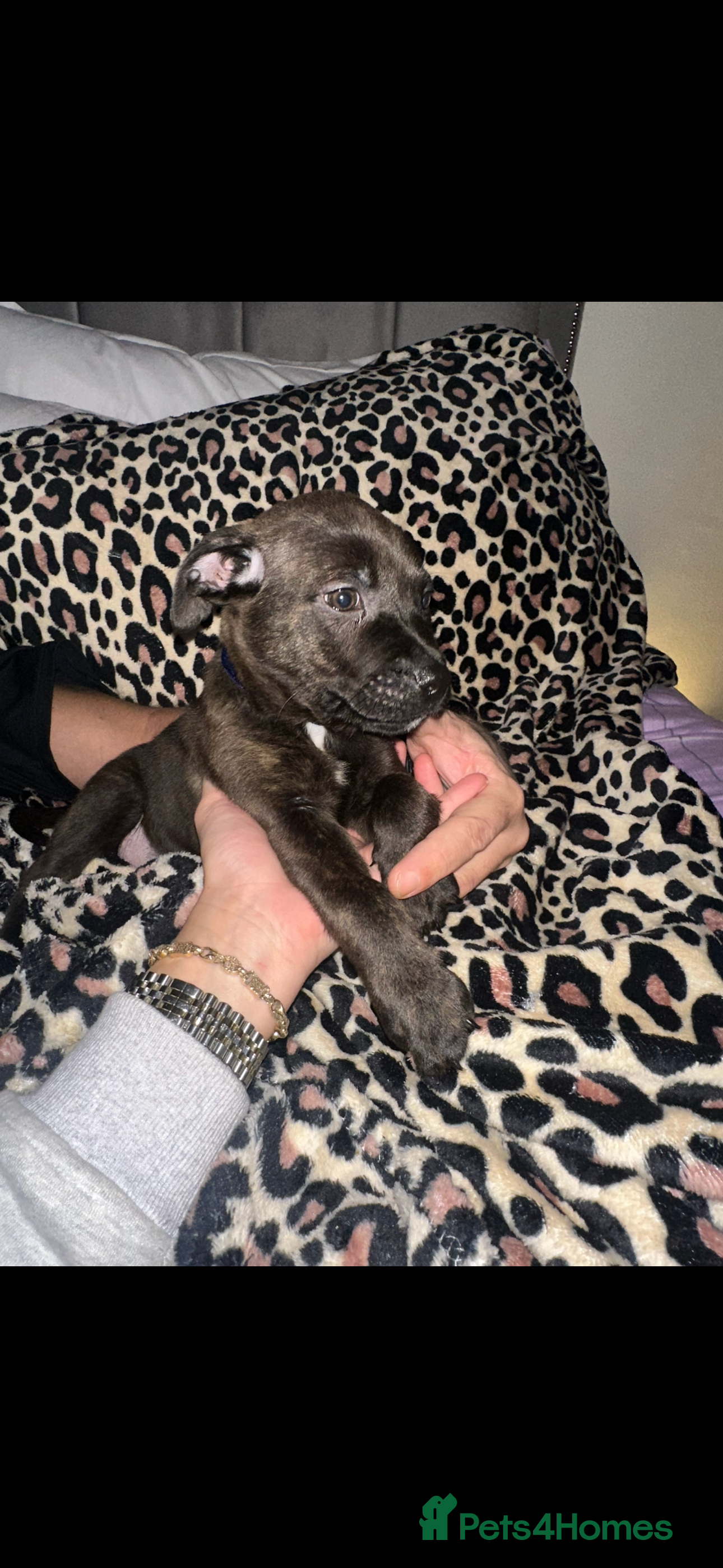 Staffordshire Bull Terrier dogs Stunning staff puppies  - Advert 4