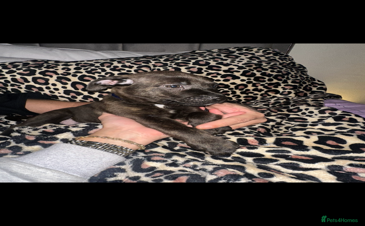 Staffordshire Bull Terrier dogs Stunning staff puppies  - Advert 1