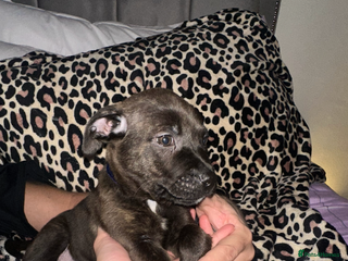 Staffordshire Bull Terrier dogs Stunning staff puppies - Advert 6
