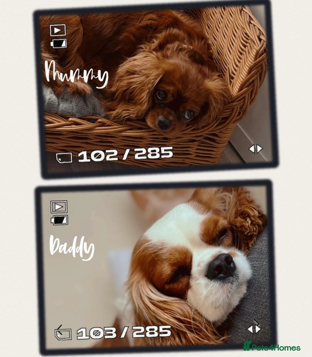 Cavalier King Charles Spaniel dogs for sale: ✨Health Chkd✨KC Reg. Cavalier King Charles Puppies - Advert 2