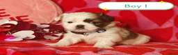 Shih Tzu dogs for sale: ❤️Beautiful pure bred shih tzu.😍😘 - Advert 8
