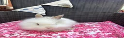 Mixed Breed rabbits for sale: Angora x lionhead babies  - Advert 9