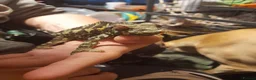 Chameleon reptiles for sale: Chameleon for sale  - Advert 2