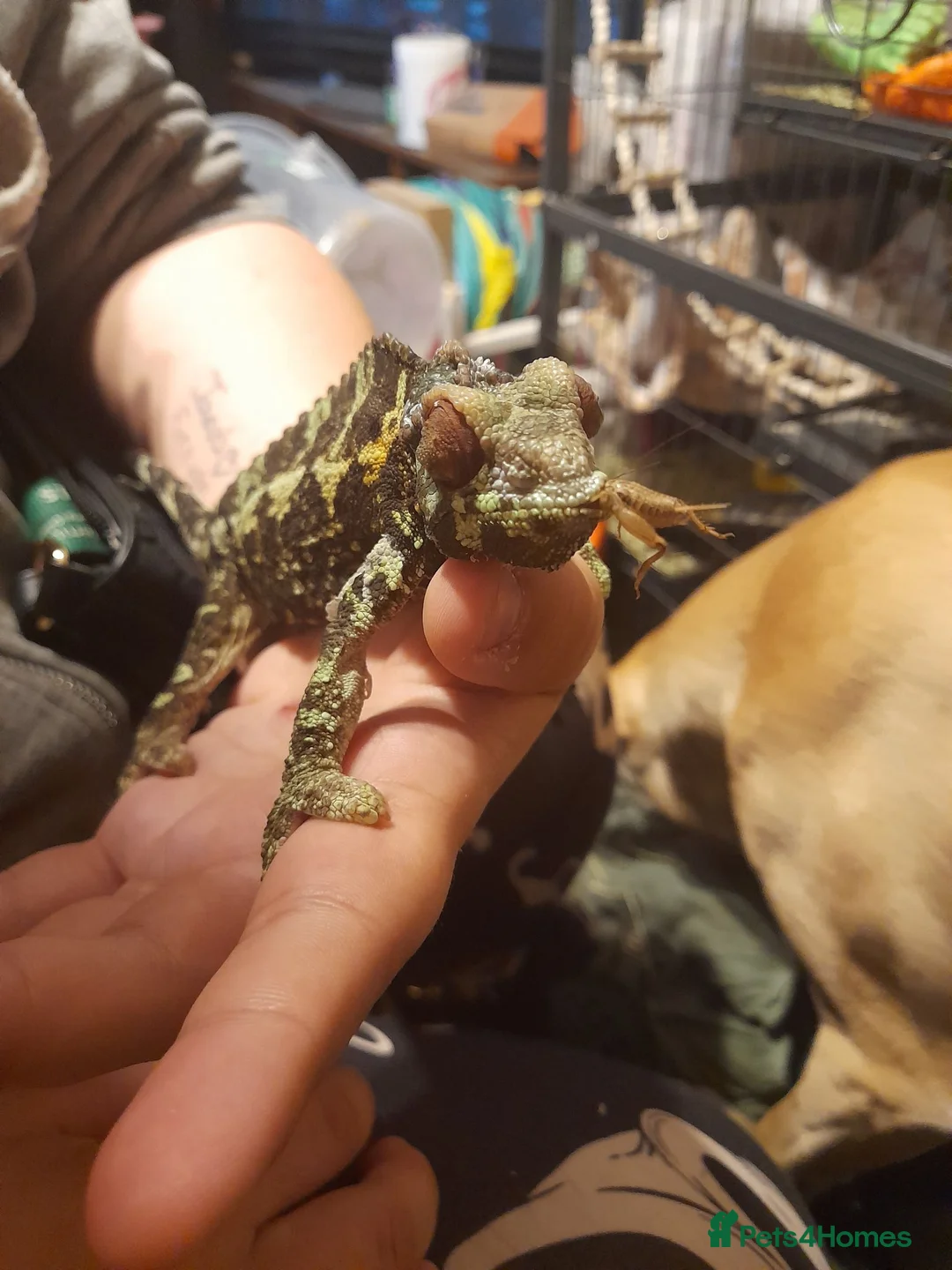 Chameleon reptiles for sale: Chameleon for sale  - Advert 2