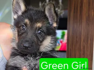 German Shepherd dogs German Shepherd puppy's - Advert 2
