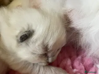 Ragdoll cats Purebred RAGDOLL **GIRL **kitten - Advert 15