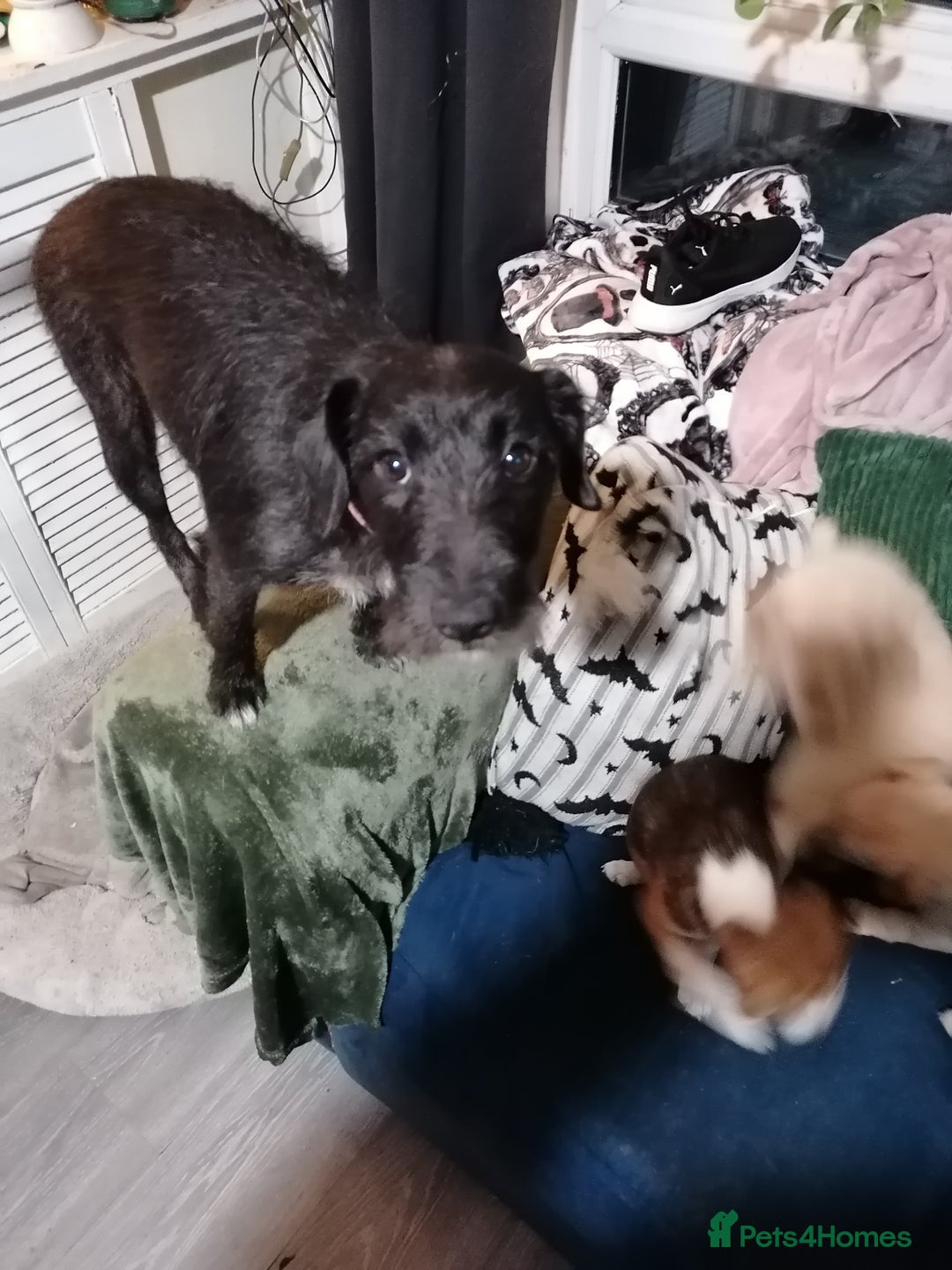 Patterjack dogs for sale: Patterjacks - Advert 1