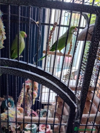 Ringnecks birds - Advert 6