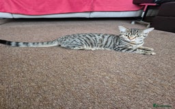British Shorthair cats for sale: FOUND NEW HOMES - CUTE BROWN TABBY KITTEN  - Image 12