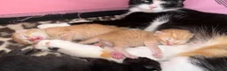 Mixed Breed cats for sale: 2 kittens for sale - Advert 4