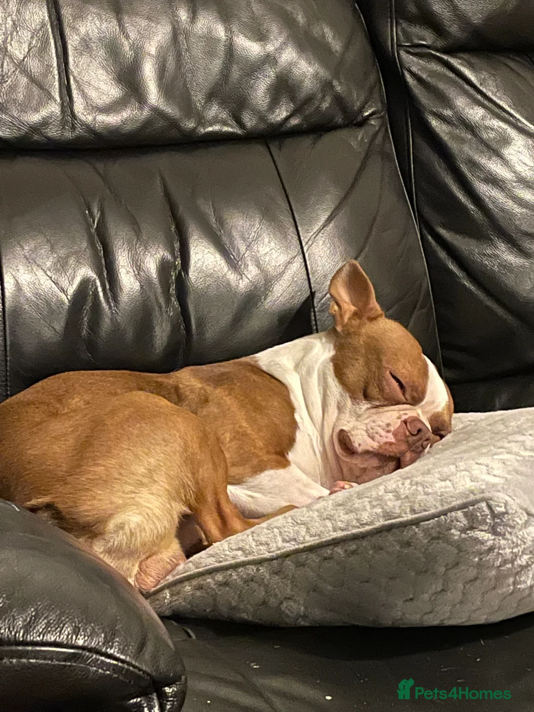 Boston Terrier dogs for sale: For Sale Boston Terrier 6yrs old  in Sheffield - Advert 4