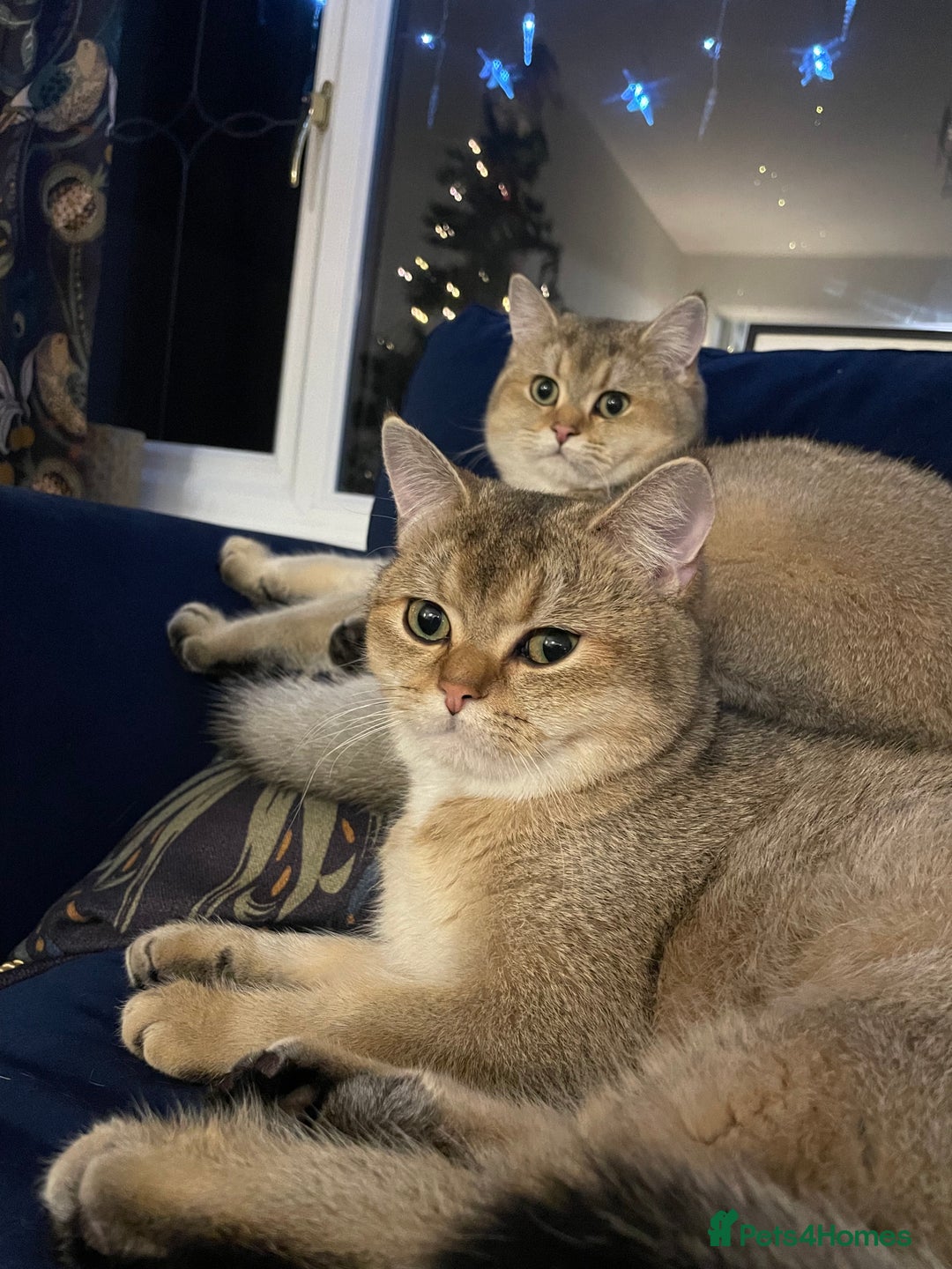 British Shorthair cats for sale: Alfie and Chester  - Image 1