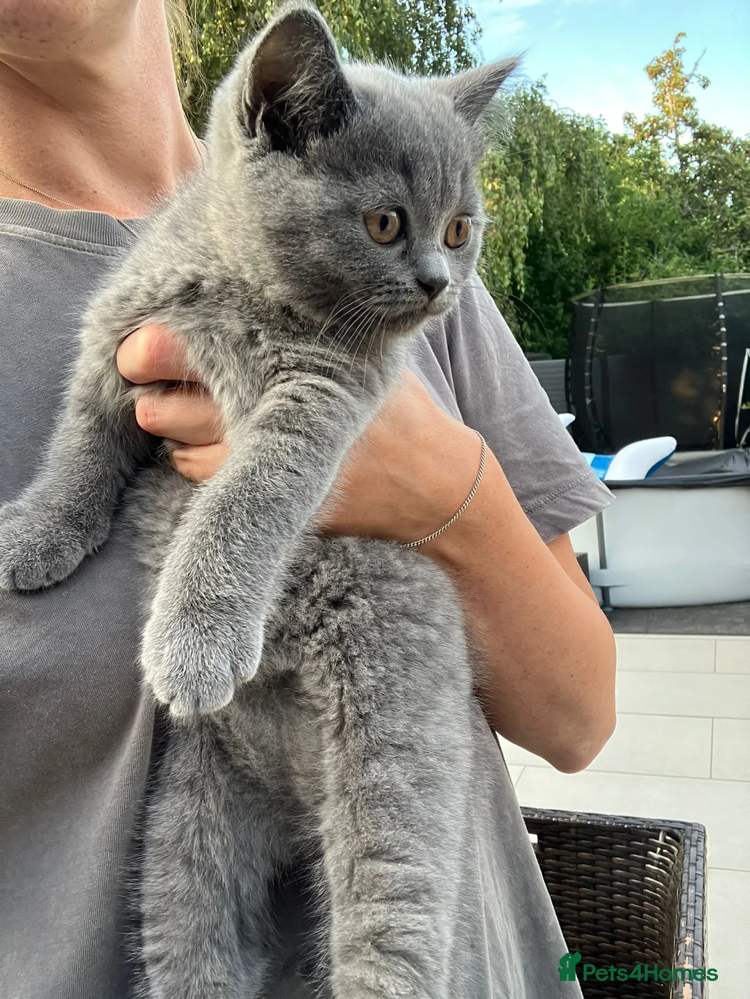 British Shorthair cats for sale: 3x Males British Shorthair Kittens - Advert 4