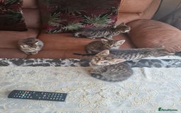 Domestic Shorthair cats for sale: 5 beautiful kittens for sale - Image 16