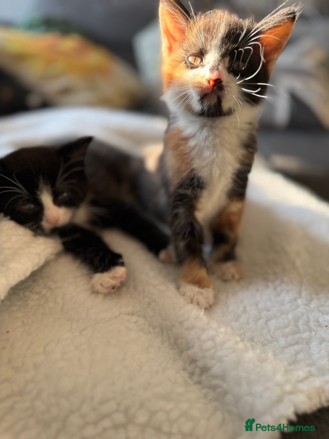British Shorthair cats for sale: One boy and one girl ready - Image 1