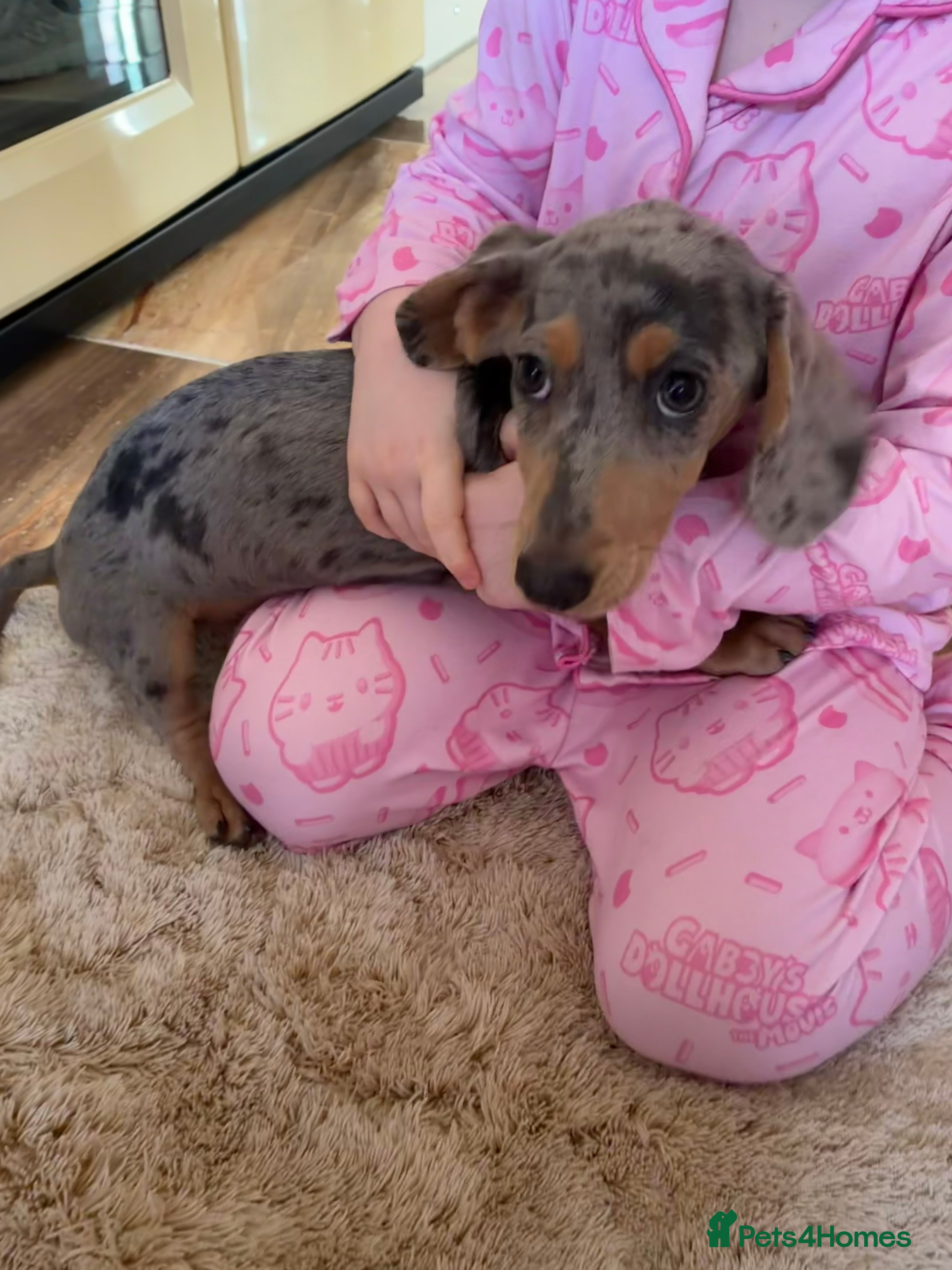 Dachshund dogs Full breed dachshund  - Advert 5