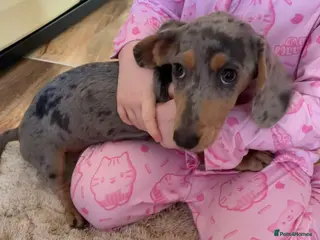 Dachshund dogs Full breed dachshund - Advert 5