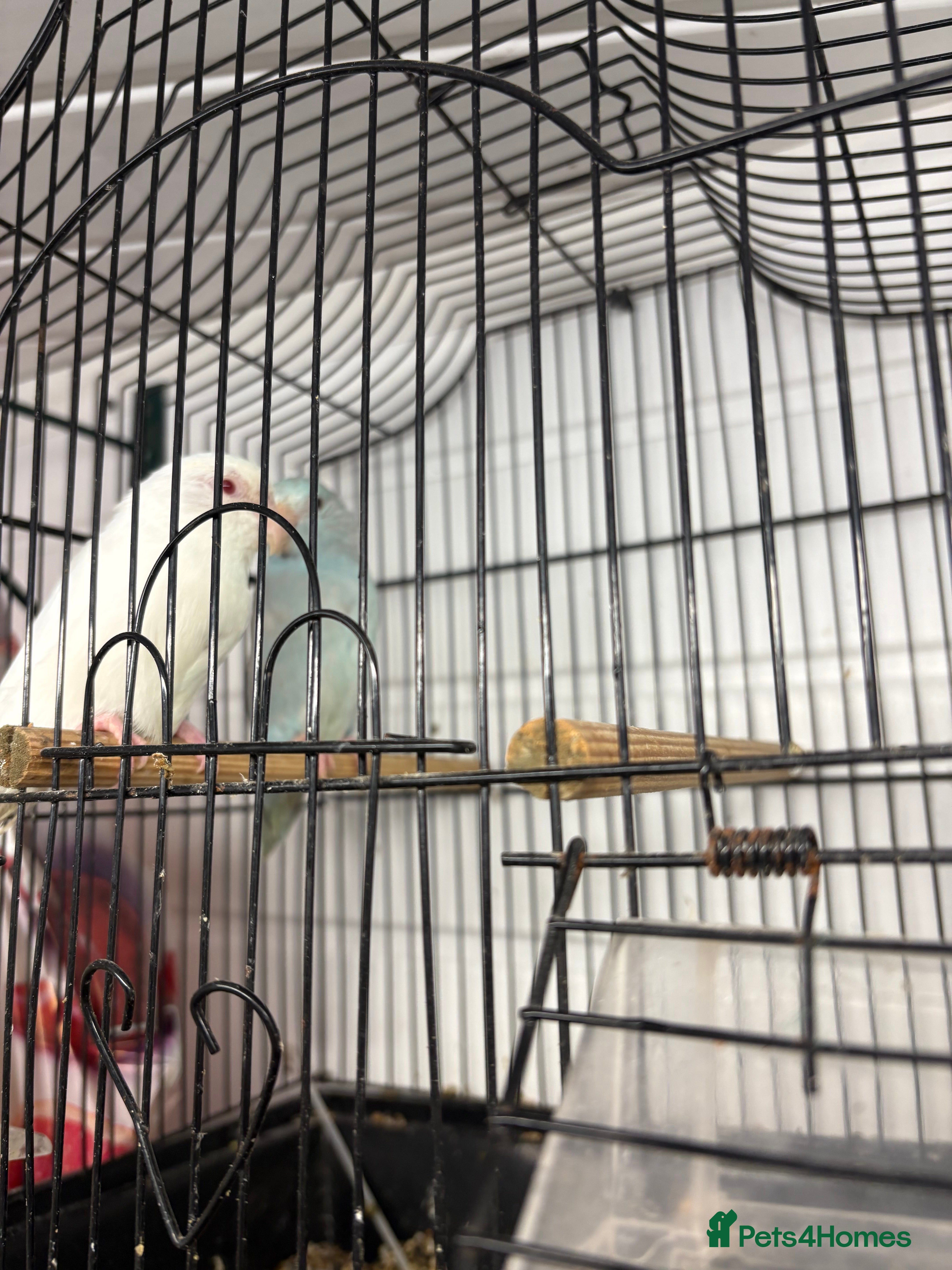 Parrots birds Bonded pair parrotlets - Advert 1