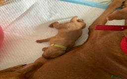 Hungarian Vizsla dogs for sale: 9 adorable Hungarian vizslas for sale - Image 15